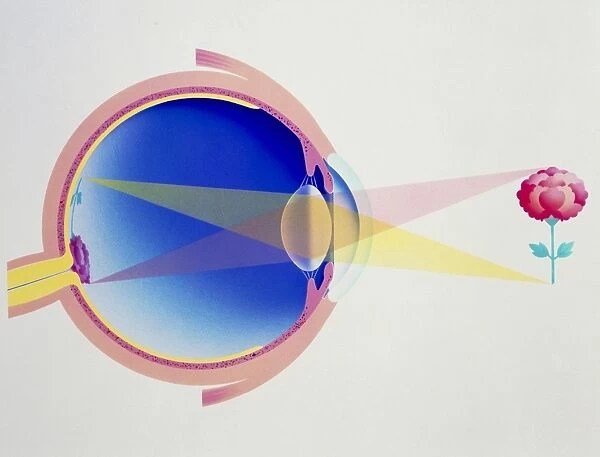 Artwork of eye in section demonstrating vision