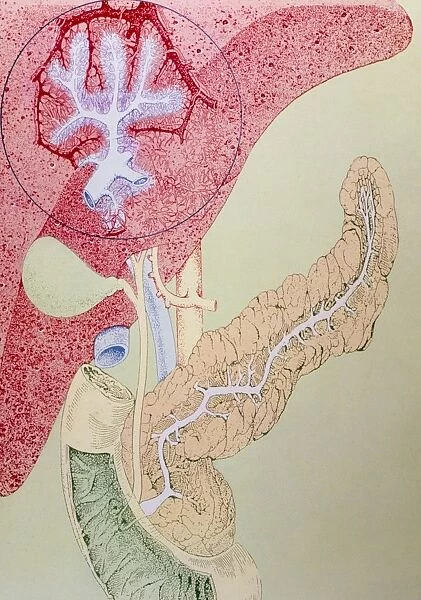 Artwork of the liver, gall bladder and pancreas