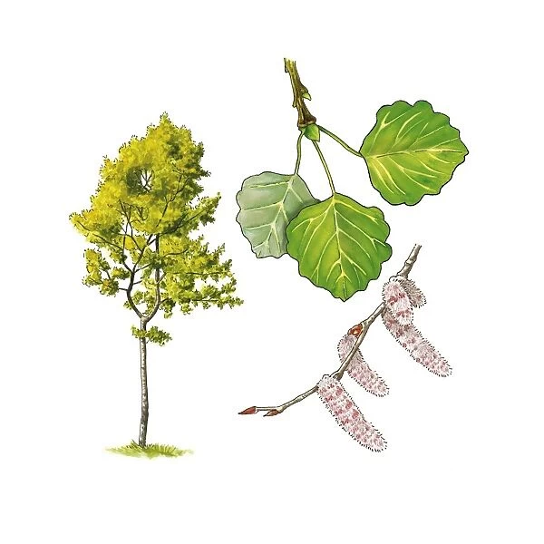 Осина (Populus tremula) - описание, полезные свойства