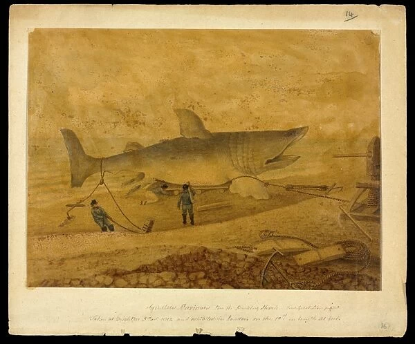 Basking shark, 19th century artwork C016  /  6210