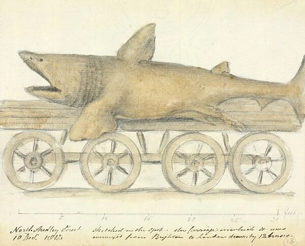 Basking shark, 19th century artwork C016  /  6211