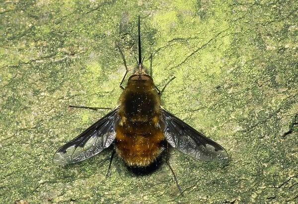 Bee fly (Bombylius major) on tree bark. This bee mimic feeds on flower