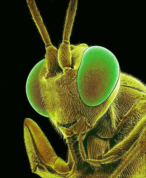 Bee, SEM. Bee. Coloured scanning electron micrograph 