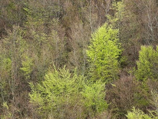 Beech woodland (Fagus sp. )