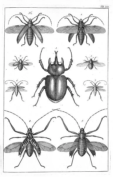 Beetles, 18th century illustration C013 / 6762