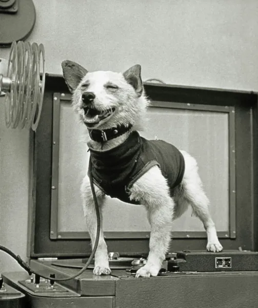 Belka, Soviet space dog, after the mission