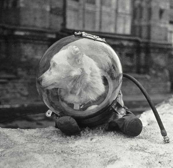 Belka, Soviet space dog, in a spacesuit