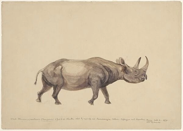 Black rhinoceros, artwork C016  /  5580