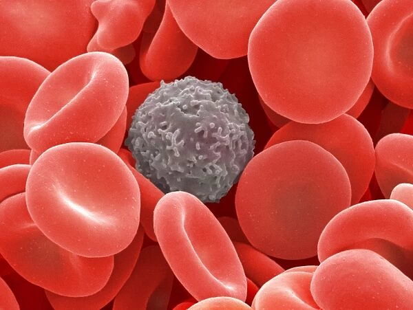Blood cells, SEM