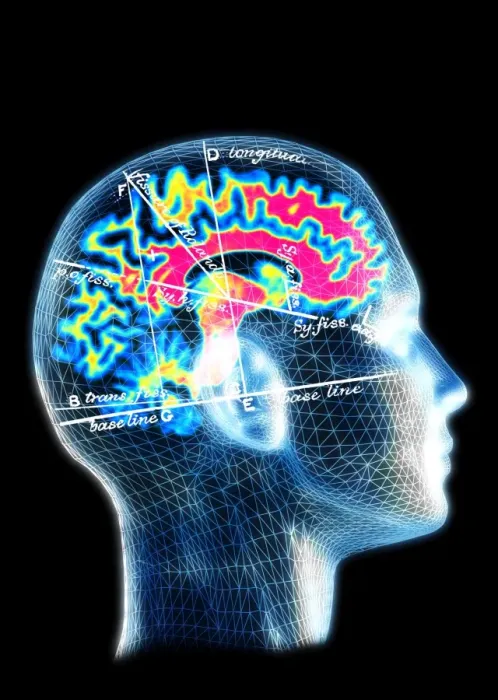 Framed Print : Brain Map Print - Anatomical Features Overlaid on a Brain