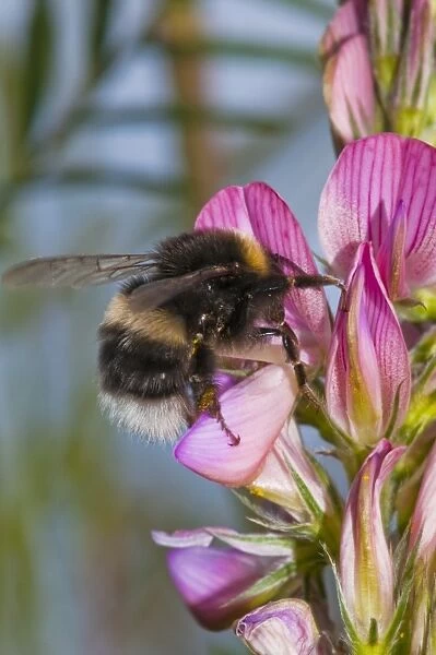 Bumblebee feeding on flower C016  /  4719