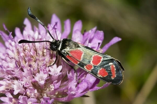 Burnet Moth (Zygaena carniolica) on a flower
