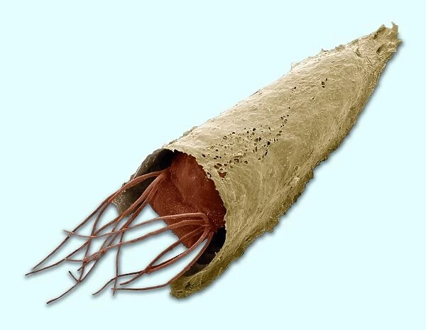 Caddisfly larva, SEM