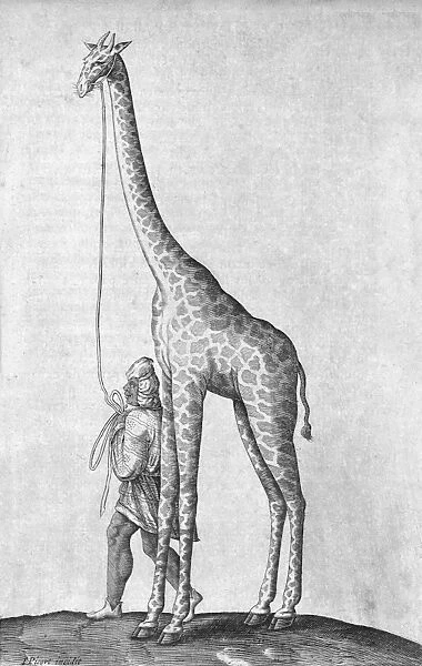 Captive giraffe, 17th century