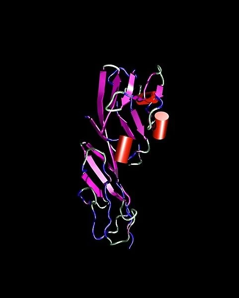 CD4 protein molecule