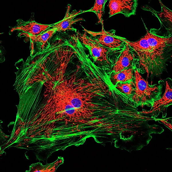 Cell structure. Confocal light micrograph of cultured endothelial cells