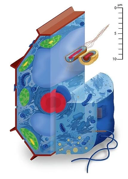 Cell types, artwork. Cell types. Cutaway artwork with a scale bar 