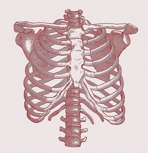 Chest bones. Historical artwork of the bones of the human chest