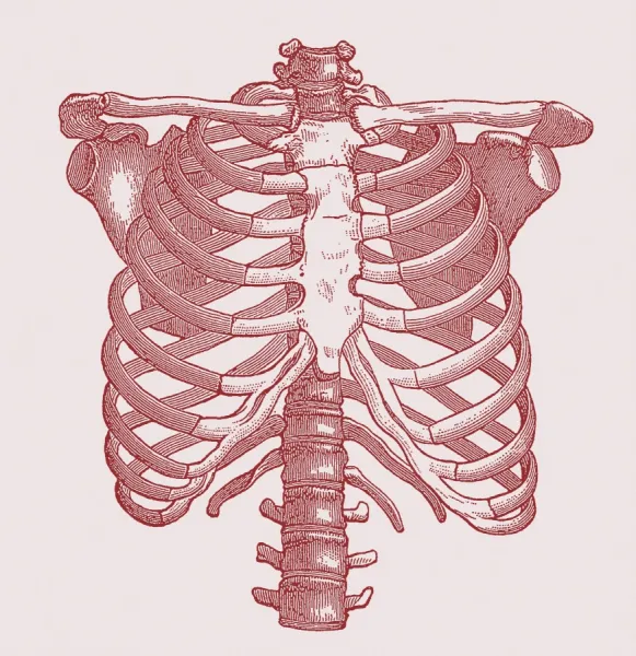 Chest bones. Historical artwork of the bones of the human chest