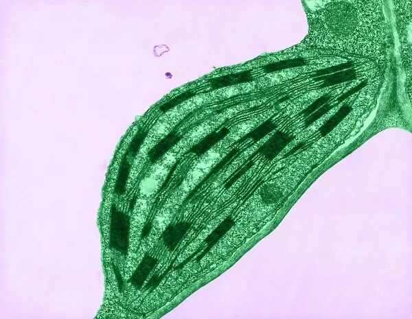 Chloroplast, TEM C017  /  8233
