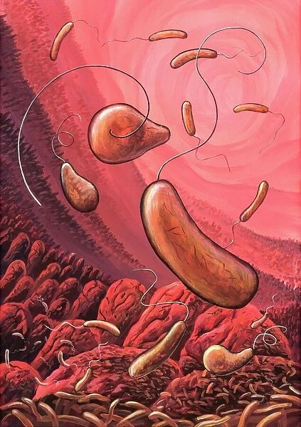 Cholera bacteria, artwork