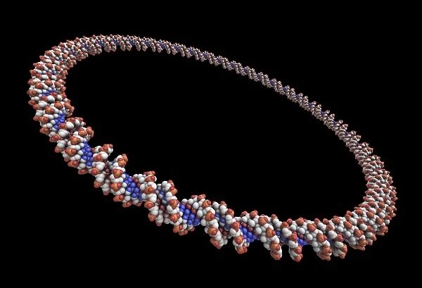 Circular DNA molecule, artwork F006  /  7084