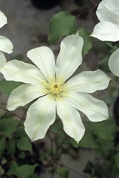 Clematis Moonlight flower