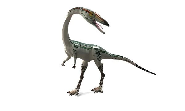 Coelophysis dinosaur, artwork F007  /  6851