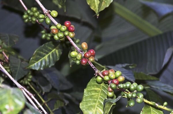 Coffee fruit, Ethiopia C017  /  7620