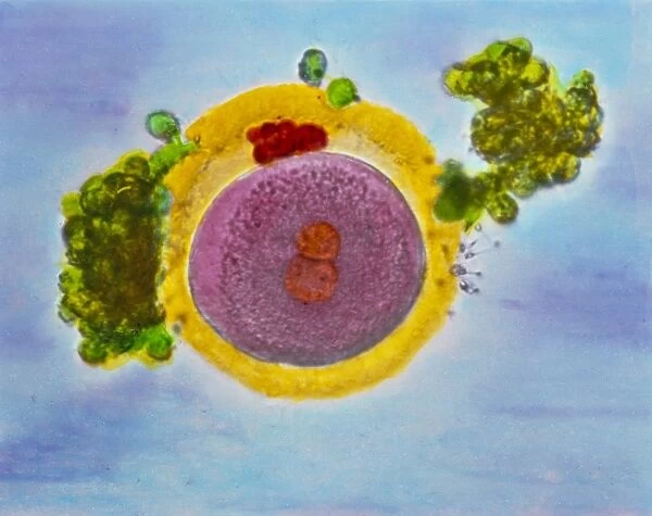 Coloured LM of a fertilised human egg 24 hours old