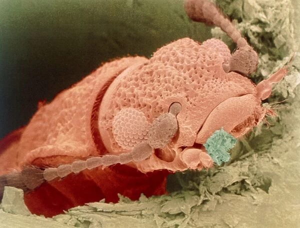 Coloured SEM of woodworm beetle emerging from wood