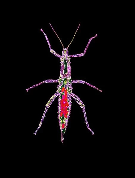 Coloured X-ray of a stick insect with eggs