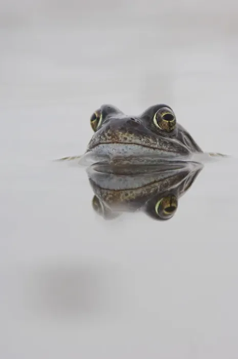 Framed Print : Common frog spawning Print