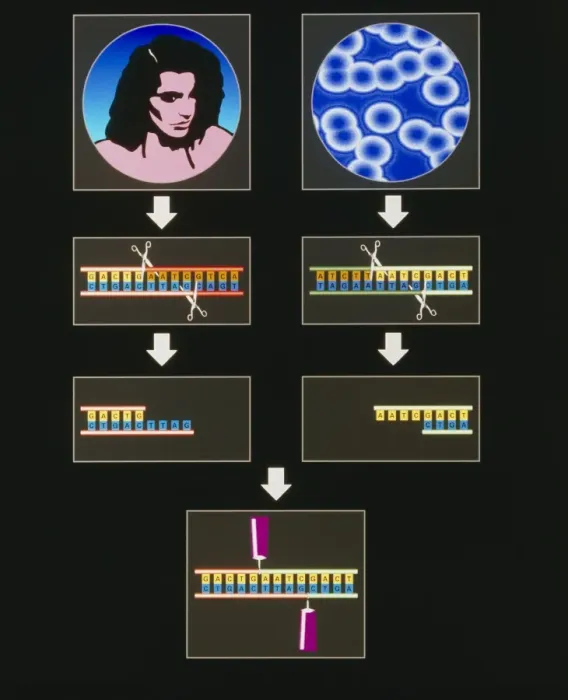 Framed Print : Genetic Engineering Process Print