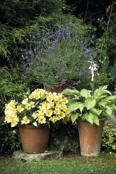 Container plants