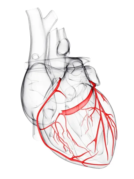 Coronary arteries, artwork F006 / 3412 Our beautiful Wall Art and Photo ...