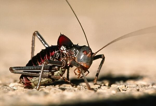 Cricket (order Orthoptera). Crickets are usually omnivorous