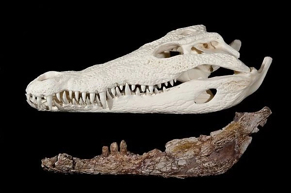 Crocodilian fossil skull and cast