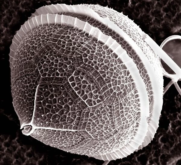 Dinoflagellate protozoan, SEM C013  /  5111