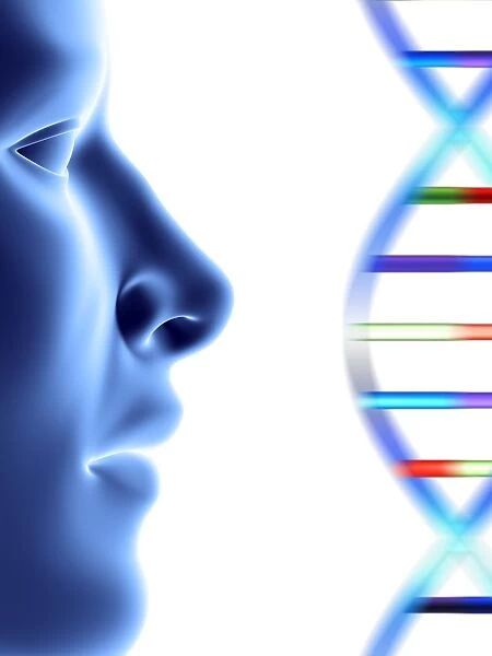 DNA molecule and face