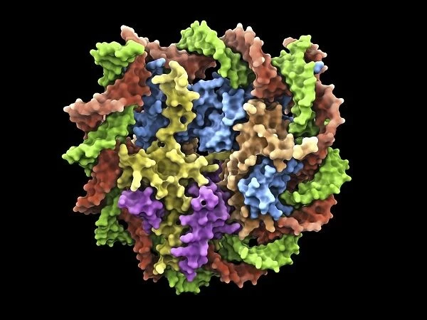 DNA nucleosome, molecular model F007  /  9888