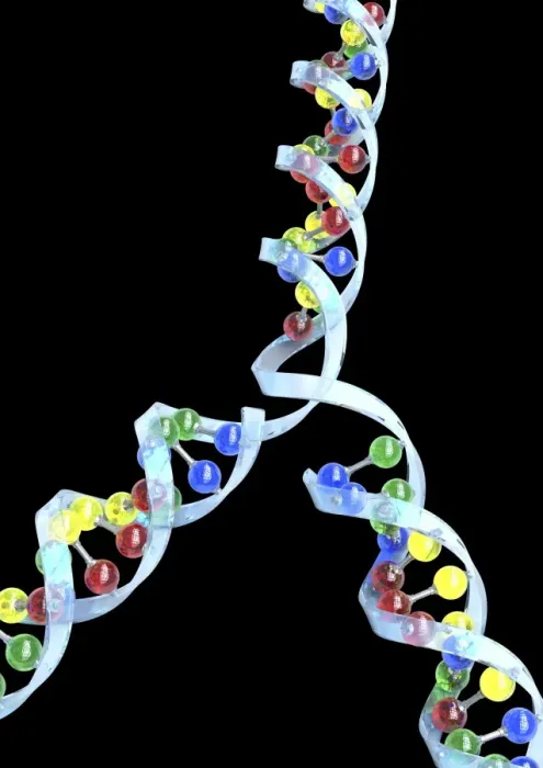 Framed Print : DNA Replication Print Framed Print : DNA Replication Print