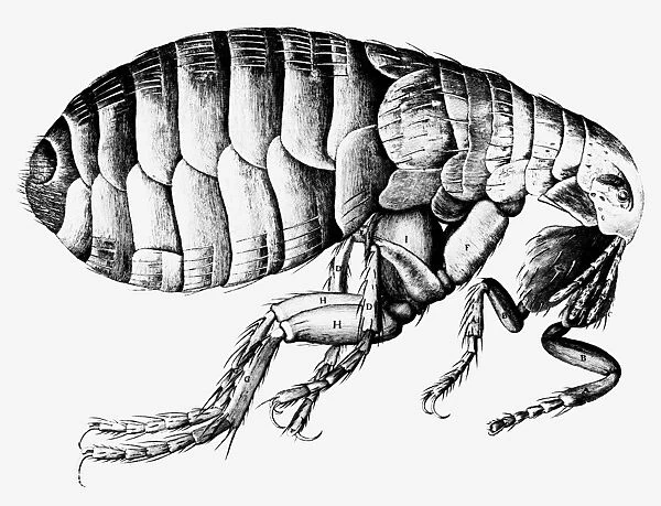 how to draw a flea