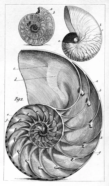 Engraving of a nautilus and an ammonite