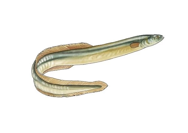 European eel, artwork C016  /  3204