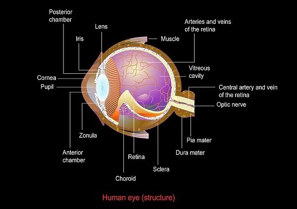 Eye anatomy, artwork