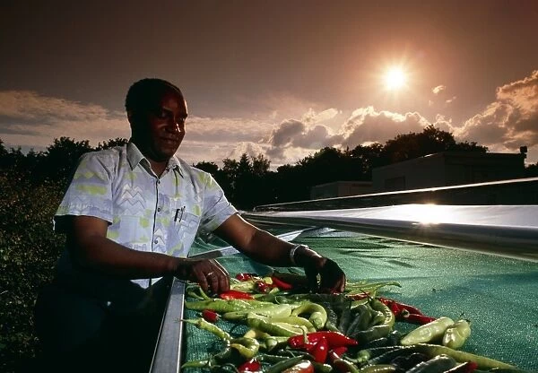 Farmer drying chillies in a solar drier