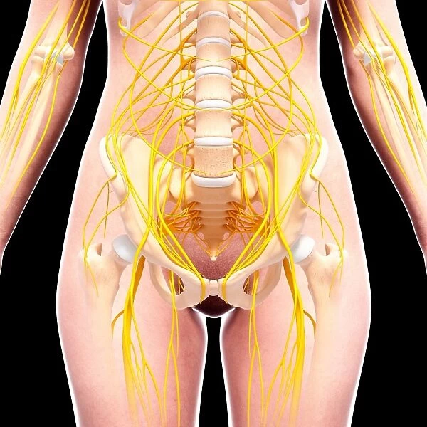 Female nervous system, artwork F007  /  3670