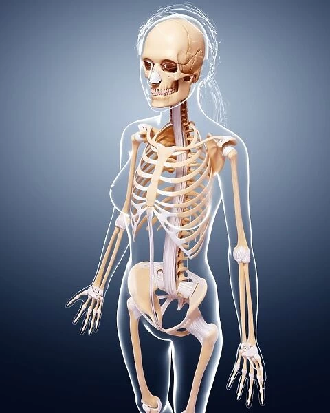 Female skeleton, artwork F007  /  4049