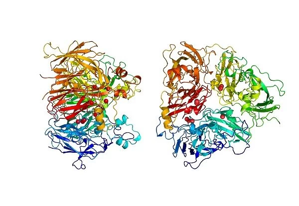 Ferroxidase enzyme, molecular model